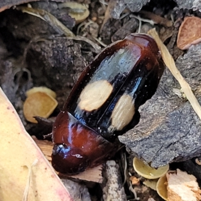 Sphallomorpha ruficollis (A ground beetle) at Kama - 1 Jan 2022 by tpreston