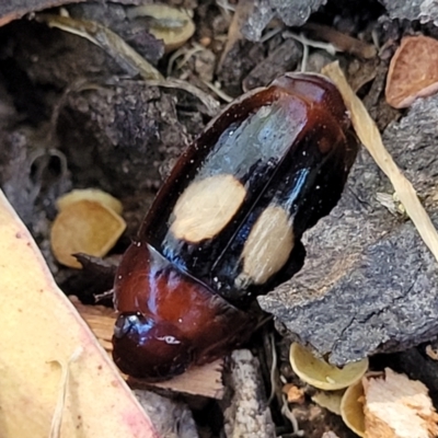 Sphallomorpha ruficollis (A ground beetle) at Molonglo Valley, ACT - 2 Jan 2022 by trevorpreston