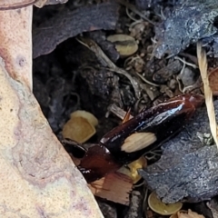 Sphallomorpha ruficollis at Molonglo Valley, ACT - 2 Jan 2022