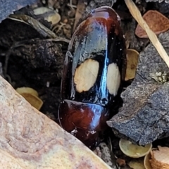 Sphallomorpha ruficollis at Molonglo Valley, ACT - 2 Jan 2022 10:42 AM