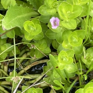 Gratiola peruviana at Booth, ACT - 1 Jan 2022