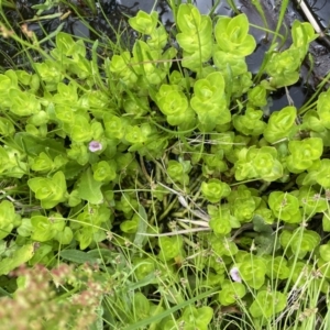 Gratiola peruviana at Booth, ACT - 1 Jan 2022