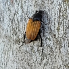 Phyllotocus rufipennis (Nectar scarab) at Kama - 1 Jan 2022 by tpreston