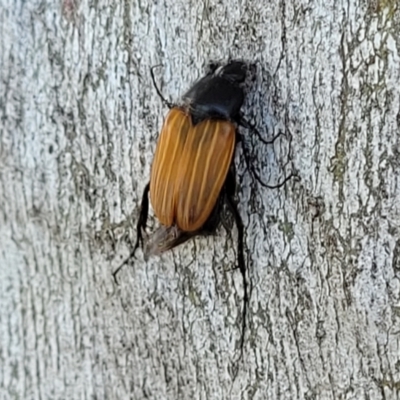 Phyllotocus rufipennis (Nectar scarab) at Kama - 1 Jan 2022 by tpreston