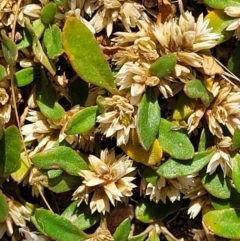 Alternanthera sp. A Flora of NSW (M. Gray 5187) J. Palmer at Molonglo Valley, ACT - 2 Jan 2022 by trevorpreston