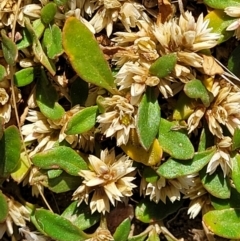 Alternanthera sp. A Flora of NSW (M. Gray 5187) J. Palmer at Molonglo Valley, ACT - 1 Jan 2022 by tpreston