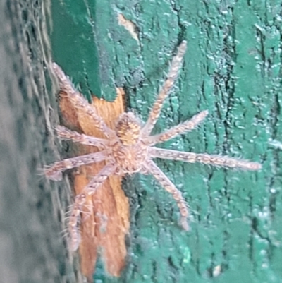 Sparassidae (family) (A Huntsman Spider) at Higgins, ACT - 1 Jan 2022 by tpreston