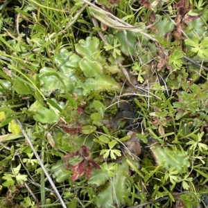 Marchantia sp. (genus) at Booth, ACT - 1 Jan 2022 01:26 PM