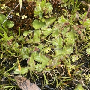 Marchantia sp. (genus) at Booth, ACT - 1 Jan 2022 01:26 PM