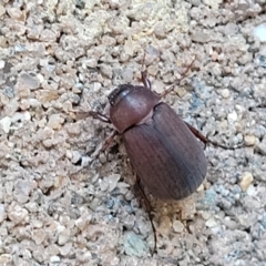 Sericesthis nigrolineata (Dusky pasture scarab) at Higgins, ACT - 2 Jan 2022 by trevorpreston
