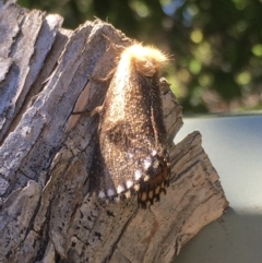 Epicoma contristis (Yellow-spotted Epicoma Moth) at Waramanga, ACT - 30 Dec 2021 by LOz