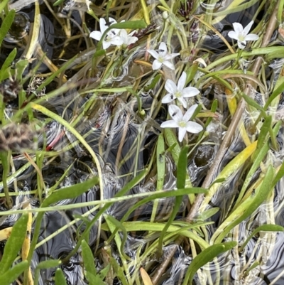 Montia australasica (White Purslane) at Booth, ACT - 1 Jan 2022 by JaneR