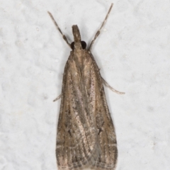 Eudonia cleodoralis (A Crambid moth) at Melba, ACT - 27 Oct 2021 by kasiaaus