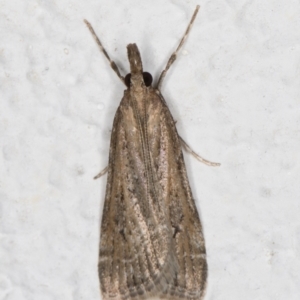 Eudonia cleodoralis at Melba, ACT - 27 Oct 2021