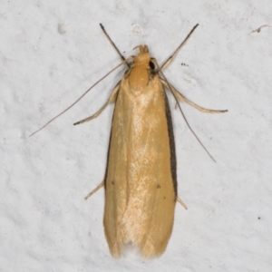 Philobota protecta at Melba, ACT - 27 Oct 2021 11:35 PM