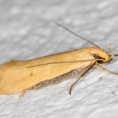 Philobota protecta at Melba, ACT - 27 Oct 2021 11:35 PM