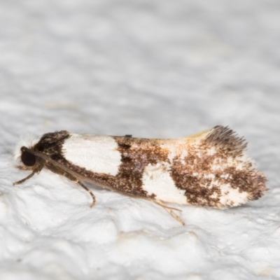 Monopis icterogastra (Wool Moth) at Melba, ACT - 27 Oct 2021 by kasiaaus