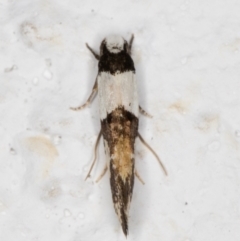 Monopis icterogastra at Melba, ACT - 27 Oct 2021 11:37 PM