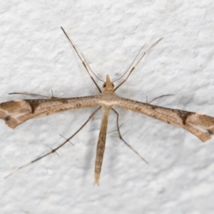 Sinpunctiptilia emissalis at Melba, ACT - 28 Oct 2021