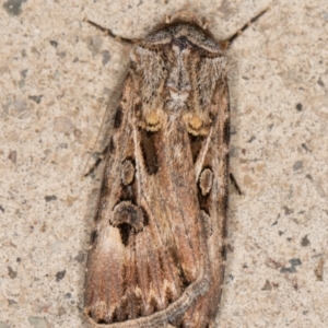 Agrotis munda at Melba, ACT - 28 Oct 2021