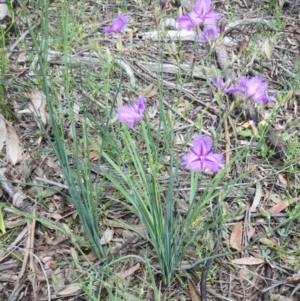 Thysanotus tuberosus at Hawker, ACT - 7 Nov 2020