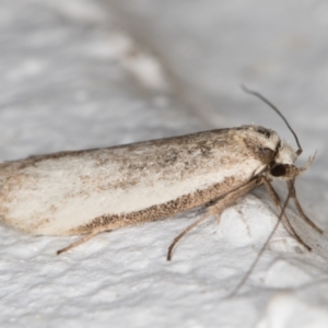 Philobota xiphostola at Melba, ACT - 28 Oct 2021