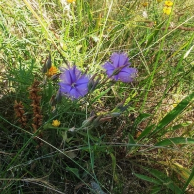 Thysanotus tuberosus (Common Fringe-lily) at Hawker, ACT - 2 Jan 2022 by sangio7