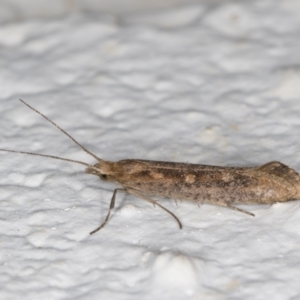 Plutella (genus) at Melba, ACT - 28 Oct 2021