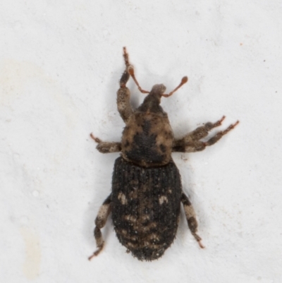 Achopera lachrymosa (Weevil) at Melba, ACT - 28 Oct 2021 by kasiaaus