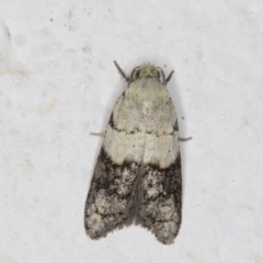 Tracholena sulfurosa (A tortrix moth) at Melba, ACT - 28 Oct 2021 by kasiaaus
