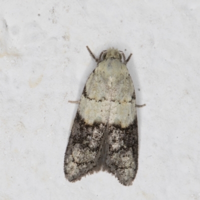 Tracholena sulfurosa (A tortrix moth) at Melba, ACT - 28 Oct 2021 by kasiaaus