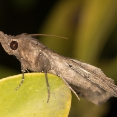 Rhapsa suscitatalis (Wedged Rhapsa) at Melba, ACT - 28 Oct 2021 by kasiaaus