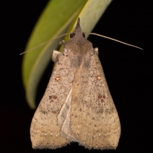 Rhapsa suscitatalis at Melba, ACT - 28 Oct 2021 08:21 PM