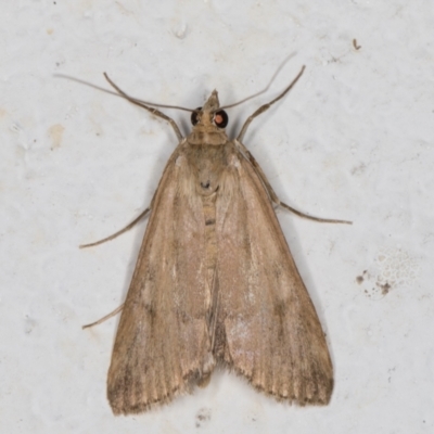 Achyra affinitalis (Cotton Web Spinner) at Melba, ACT - 28 Oct 2021 by kasiaaus