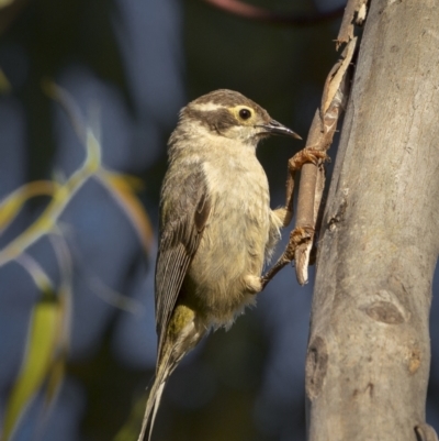 Melithreptus brevirostris (Brown-headed Honeyeater) at Tennent, ACT - 2 Jan 2022 by trevsci