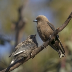 Artamus cyanopterus (Dusky Woodswallow) at Tennent, ACT - 2 Jan 2022 by trevsci