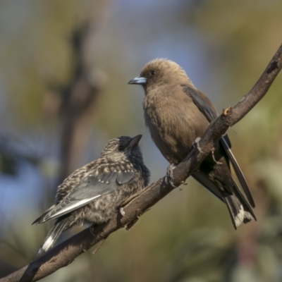 Artamus cyanopterus (Dusky Woodswallow) at Tennent, ACT - 2 Jan 2022 by trevsci