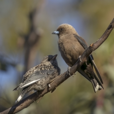 Artamus cyanopterus (Dusky Woodswallow) at Tennent, ACT - 1 Jan 2022 by trevsci