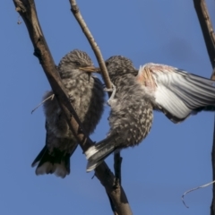 Artamus cyanopterus at Tennent, ACT - 2 Jan 2022