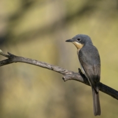 Myiagra rubecula (Leaden Flycatcher) at Tennent, ACT - 1 Jan 2022 by trevsci