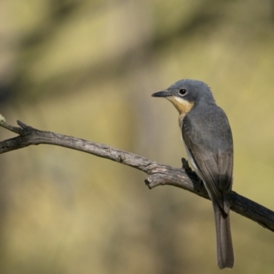 Myiagra rubecula (Leaden Flycatcher) at Tennent, ACT - 2 Jan 2022 by trevsci
