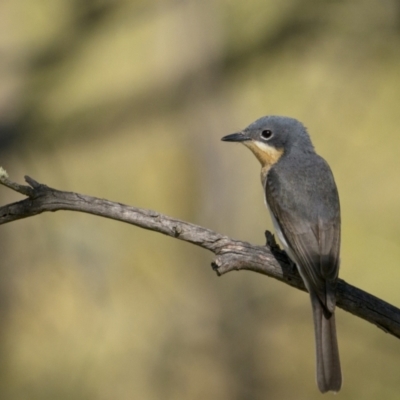 Myiagra rubecula (Leaden Flycatcher) at Tennent, ACT - 1 Jan 2022 by trevsci