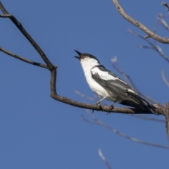 Lalage tricolor (White-winged Triller) at Tennent, ACT - 2 Jan 2022 by trevsci