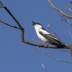 Lalage tricolor at Tennent, ACT - 2 Jan 2022