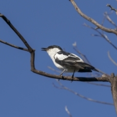 Lalage tricolor at Tennent, ACT - 2 Jan 2022