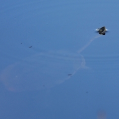 Chelodina longicollis (Eastern Long-necked Turtle) at Tennent, ACT - 2 Jan 2022 by trevsci