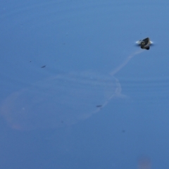 Chelodina longicollis (Eastern Long-necked Turtle) at Tennent, ACT - 1 Jan 2022 by trevsci