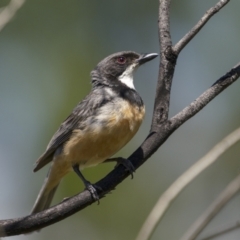 Pachycephala rufiventris (Rufous Whistler) at Tennent, ACT - 1 Jan 2022 by trevsci