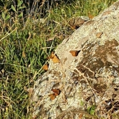 Heteronympha merope (Common Brown Butterfly) at Mount Painter - 28 Dec 2021 by SarahHnatiuk