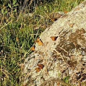 Heteronympha merope at Cook, ACT - 28 Dec 2021